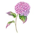 Watercolor Hydrangea illustration. Hand painted pink Hortensia flower with leaves and stem isolated on white background
