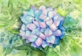 Watercolor hydrangea macrophylla. Hortensia flower. Blue summer flower individually on green background. Design element.