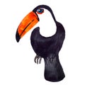 Watercolor hyper-realistic birds of the tropics of Asia - black and white toucan