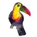 Watercolor hyper-realistic birds of the tropics of Asia - colored toucan