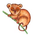 Watercolor hyper-realistic wild animals of Asia - tarsier