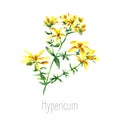 Watercolor hypericum herbs.