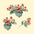 Watercolor hypericum vector berries