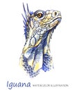 Watercolor Iguana on the white background. Exotic animal.