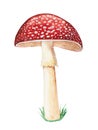 Watercolor iIllustration of a Royal Agarics on a white background.