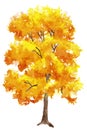 watercolor illuastration of autumn tree on white background