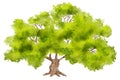 watercolor illuastration of green tree on white background Royalty Free Stock Photo