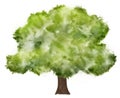 watercolor illuastration of green tree on white background Royalty Free Stock Photo