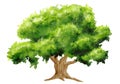 watercolor illuastration of green tree on white background Royalty Free Stock Photo