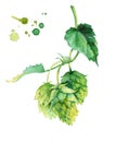 Watercolor illusration of hops vine isolated on white