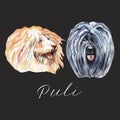 Watercolor Illustrated Portrait of Puli dog. Cute curly face of domestic dog.