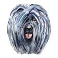 Watercolor Illustrated Portrait of Puli dog. Cute curly face of domestic dog.