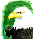 Watercolor illustration of american eagle on green background