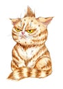 Watercolor illustration of an angry ginger cat. A kitten with displeased big yellow eyes Royalty Free Stock Photo