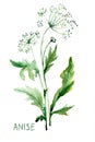 Watercolor illustration of Anise