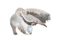 Watercolor illustration of anteater family mother and a baby