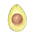 Watercolor illustration of appetizing green sliced hass avocado with pit, isolated