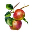 Watercolor illustration. Apples on a branch. The leaves of the apple tree