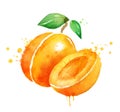 Watercolor illustration of apricot with leaf