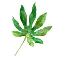 Watercolor illustration of aralia leaf, isolate.