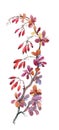 Watercolor illustration with autumn dogwood berries on white background.