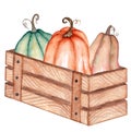 Watercolor illustration, autumn harvest, colorful pumpkins in a wooden box, illustration isolated on a white background.