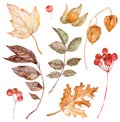 Watercolor illustration of autumn leaves, berries and Physalis isolated on the white background. Fall clipart.