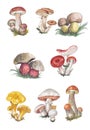 Watercolor illustration of autumn mushrooms.