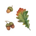 Watercolor illustration with autumn oak leaf and acorns isolated on a white background. Set for clipart and decor. Royalty Free Stock Photo