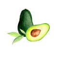 Watercolor illustration of avocado, avocado halves, avocado leaves Royalty Free Stock Photo