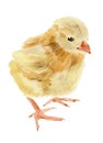 Watercolor illustration of a baby chicken