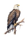 Watercolor illustration of a bald eagle bird perched on a branch. Royalty Free Stock Photo