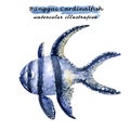 Watercolor illustration of Banggai Cardinalfish.