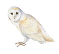 Watercolor Illustration Of Barn Owl Isolated On White