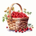 Watercolor Illustration Of Juicy Cranberries In A Picnic Basket