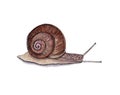 Watercolor illustration of beautiful brown snail with shadow for interesting design on white isolated background Royalty Free Stock Photo