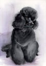 Watercolor illustration of a beautiful fluffy black dwarf poodle