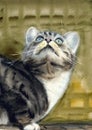 Watercolor illustration of a beautiful gray-black tabby cat