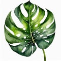 Watercolor illustration of beautiful green monstera leaf on white background. Hand drawn art Royalty Free Stock Photo