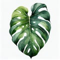 Watercolor illustration of beautiful green monstera leaf on white background. Hand drawn art Royalty Free Stock Photo