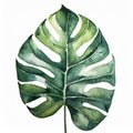 Watercolor illustration of beautiful green monstera leaf on white background. Hand drawn art Royalty Free Stock Photo