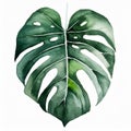 Watercolor illustration of beautiful green monstera leaf on white background. Hand drawn art Royalty Free Stock Photo