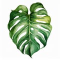 Watercolor illustration of beautiful green monstera leaf on white background. Hand drawn art Royalty Free Stock Photo