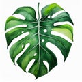 Watercolor illustration of beautiful green monstera leaf on white background. Hand drawn art Royalty Free Stock Photo