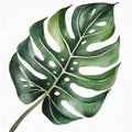 Watercolor illustration of beautiful green monstera leaf on white background. Hand drawn art Royalty Free Stock Photo