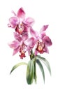 Watercolor beautiful orchids.