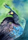 Watercolor illustration of a beautiful peacock with green-blue feathers