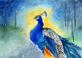 Watercolor Illustration Of A Beautiful Peacock With Iridescent Turquoise Feathers