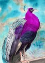 Watercolor illustration of a beautiful peacock with purple-blue feathers Royalty Free Stock Photo