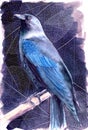 Watercolor illustration of a beautiful western jackdaw Royalty Free Stock Photo